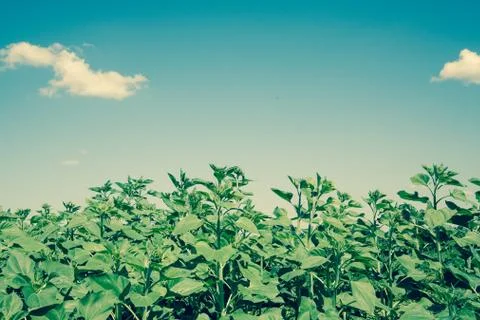 Sunflower field Stock Photos