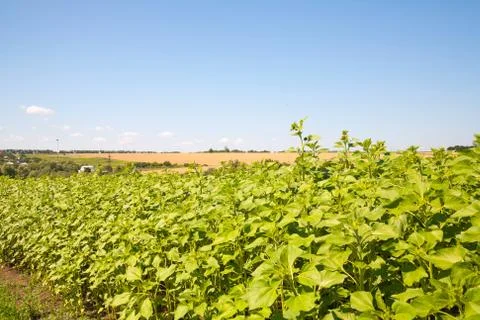 Sunflower field Stock Photos