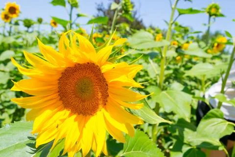 Sunflower field Stock Photos