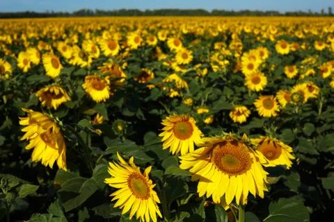 Sunflower field Stock Photos