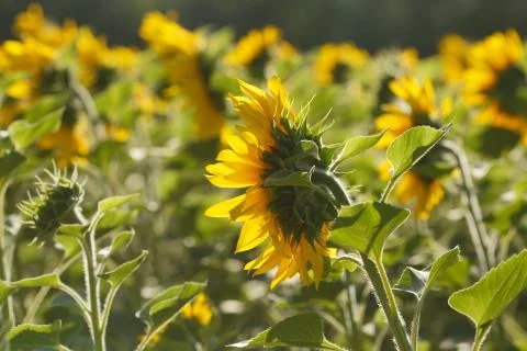 Sunflower field Stock Photos