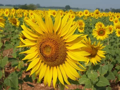 Sunflower Field Stock Photos