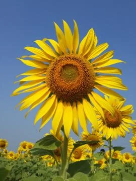 Sunflower Field Stock Photos
