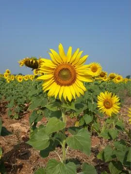Sunflower Field Stock Photos
