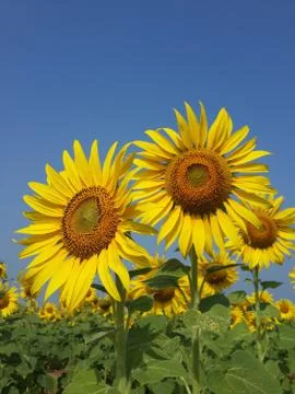 Sunflower Field Stock Photos