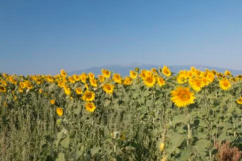 Sunflower Field Foto stock