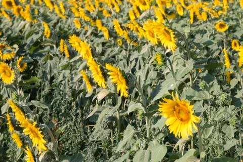 Sunflower Field Stock Photos