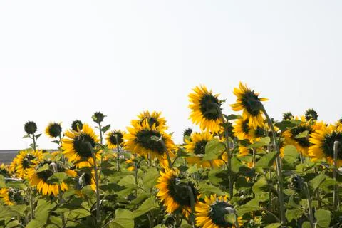 Sunflower Field Stock Photos