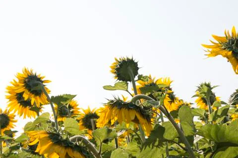 Sunflower Field Stock Photos