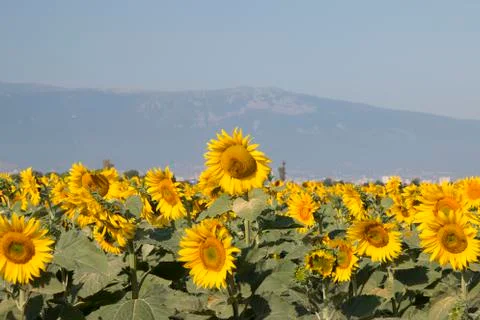 Sunflower Field Stock Photos
