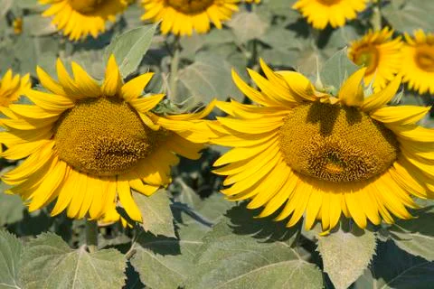 Sunflower In A Field Stock Photos