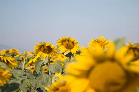 Sunflower Field Stock Photos