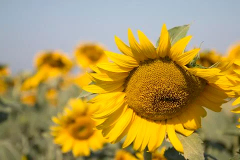 Sunflower In A Field Stock Photos