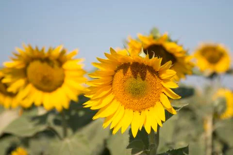 Sunflower In A Field Stock Photos