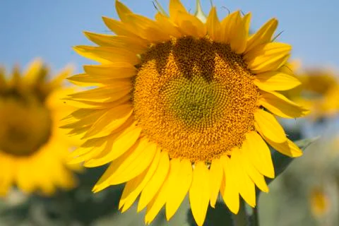 Sunflower In A Field Stock Photos