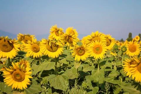 Sunflower Field Stock Photos