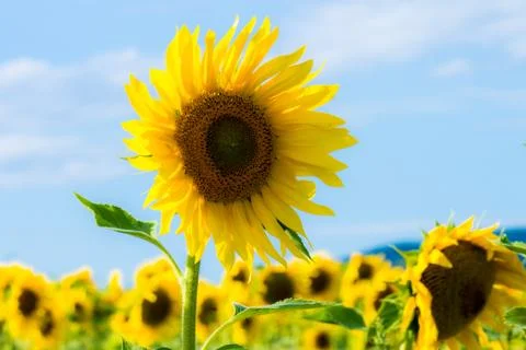 Sunflower in a field Stock Photos