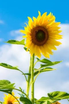Sunflower in a field Stock Photos