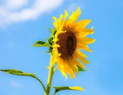 Sunflower in a field Stock Photos