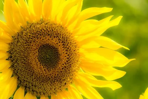 Sunflower in a field Stock Photos