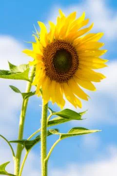 Sunflower in a field Foto stock
