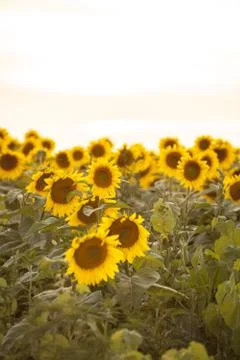 Sunflower Field Stock Photos