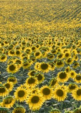 Sunflower field Stock Photos
