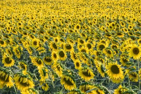 Sunflower field Stock Photos