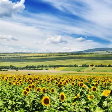 Sunflower field Fotos Stock