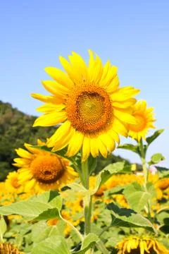 Sunflower Field. Stock Photos