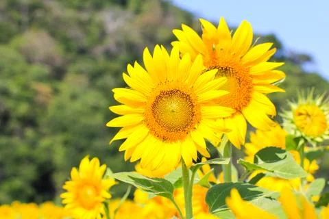 Sunflower Field. Stock Photos