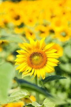 Sunflower Field. Stock Photos