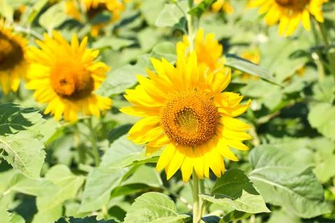 Sunflower Field. Stock Photos