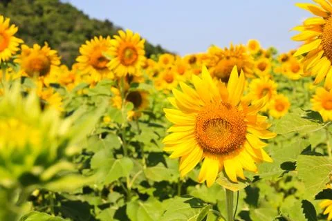 Sunflower Field. Stock Photos
