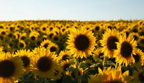 Sunflower field Stock Photos