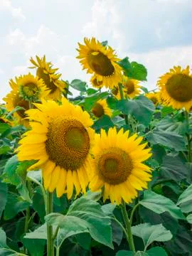 Sunflower field Stock Photos