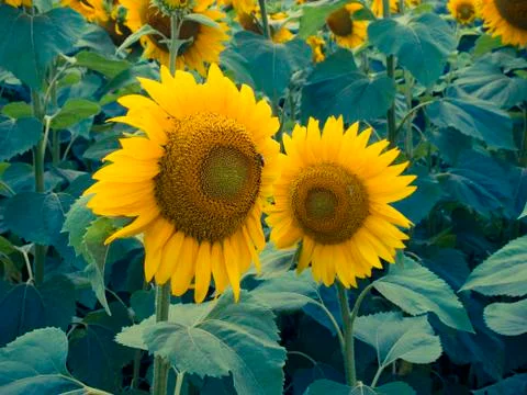 Sunflower field Stock Photos