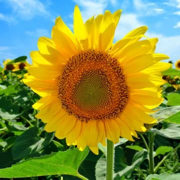 Sunflower in the field Stock-Fotos