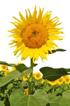 Sunflower field Stock-Fotos