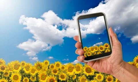Sunflower field Stock Photos
