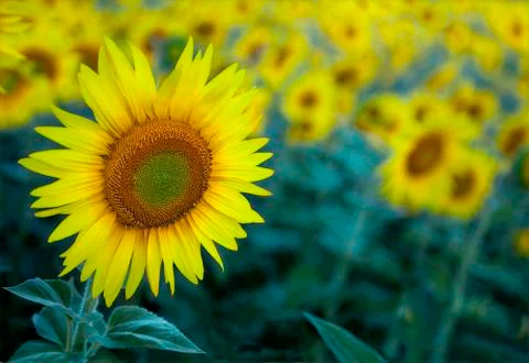 Sunflower field Stock Photos