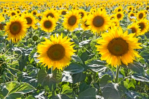 Sunflower field Stock Photos