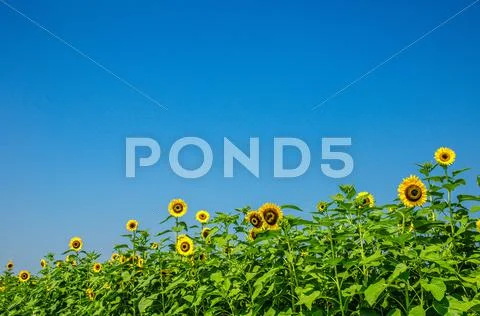 Sunflower field Stock Photos