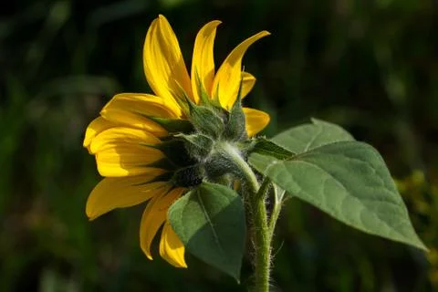 Sunflower on the field Stock Photos