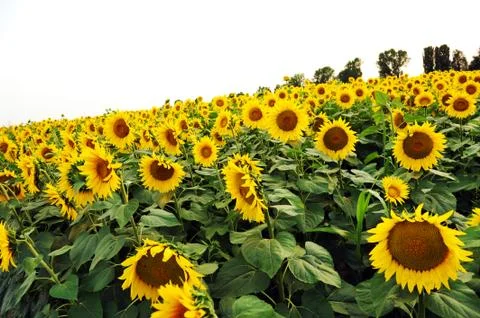 Sunflower field Stock Photos