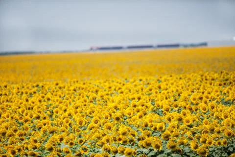 Sunflower field Stock Photos