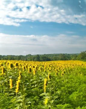 Sunflower field Stock Photos