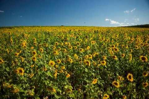Sunflower field Stock Photos