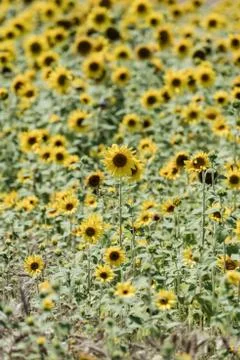 Sunflower field Stock Photos