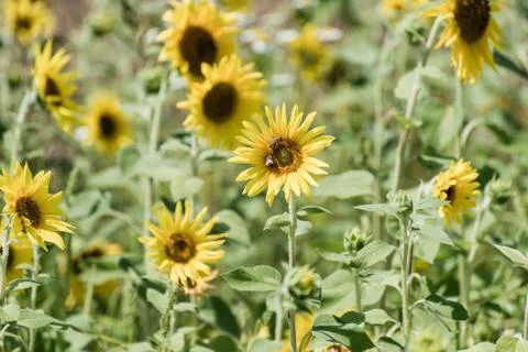 Sunflower field Stock Photos